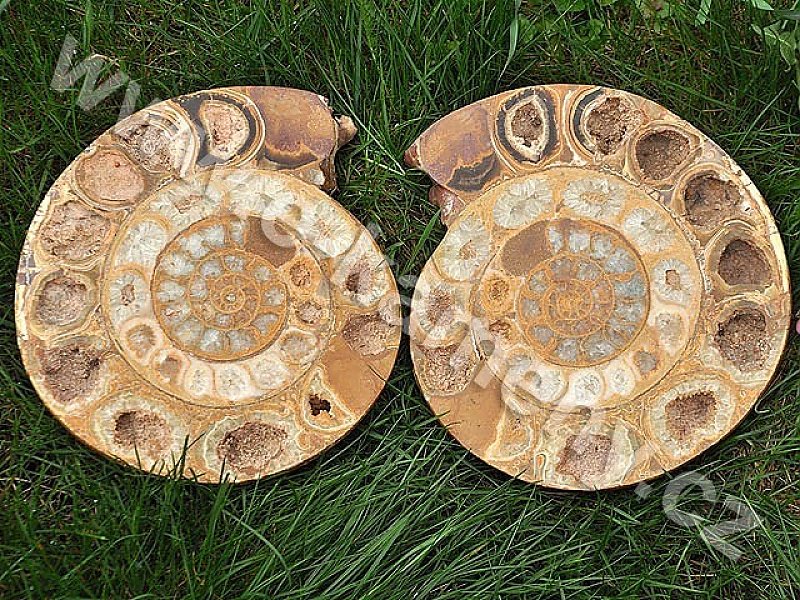 Large Ammonite - 2/2 approx 21 cm