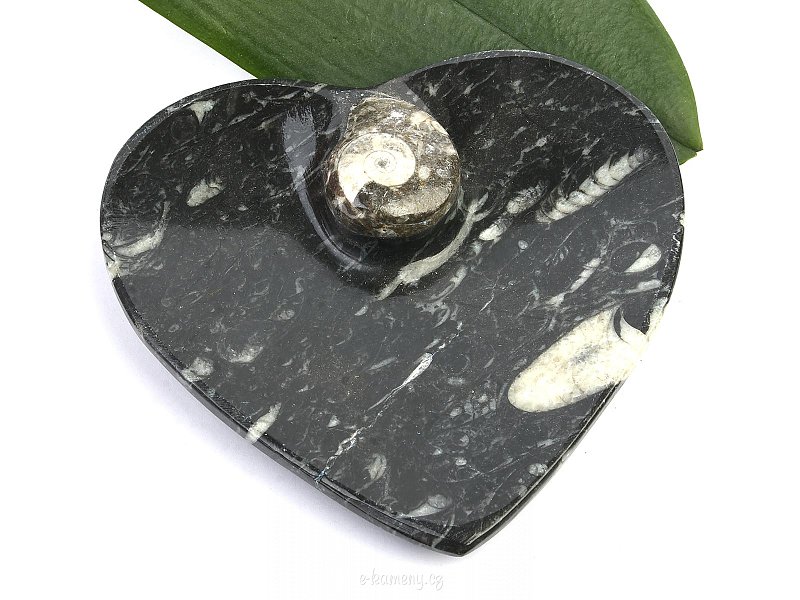 Heart bowl made of fossil orhocerase (10cm)