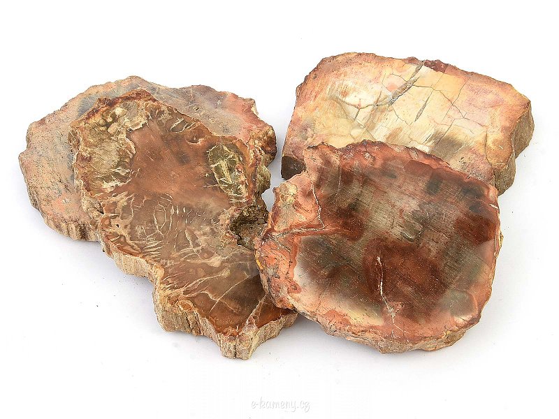 Leštěné zkamenělé dřevo cca 8cm (Madagaskar)