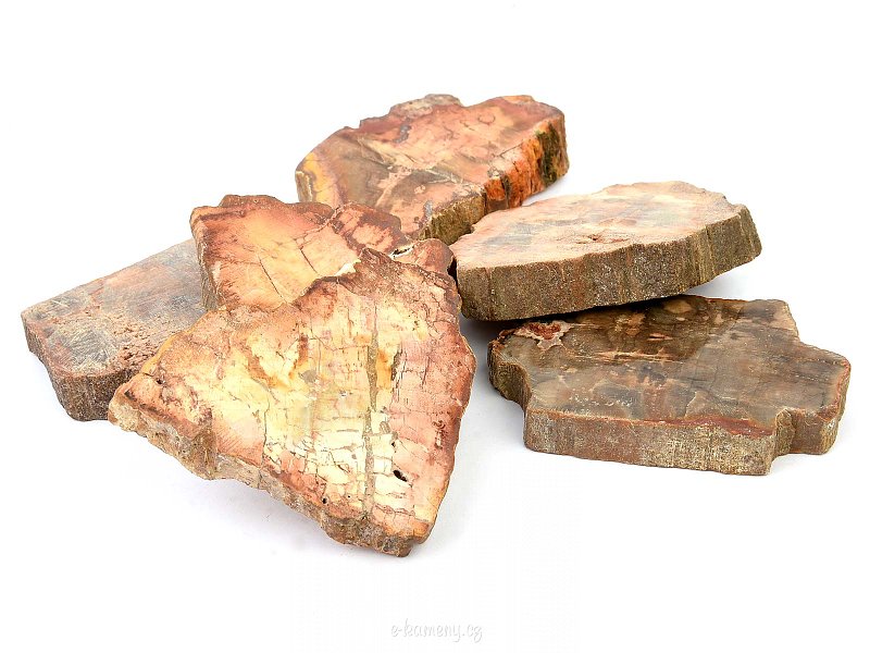 Petrified wood from Madagascar about 5 cm