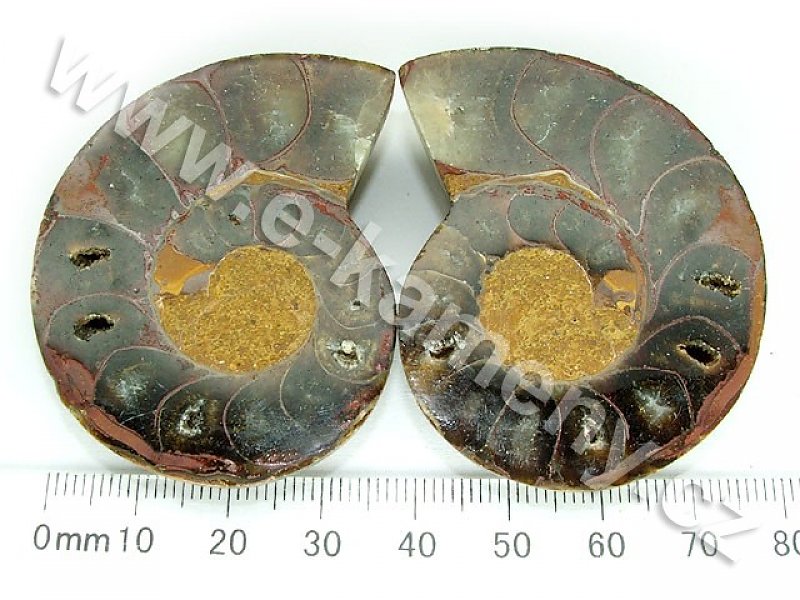 Amonit z Madagaskaru 5,2cm