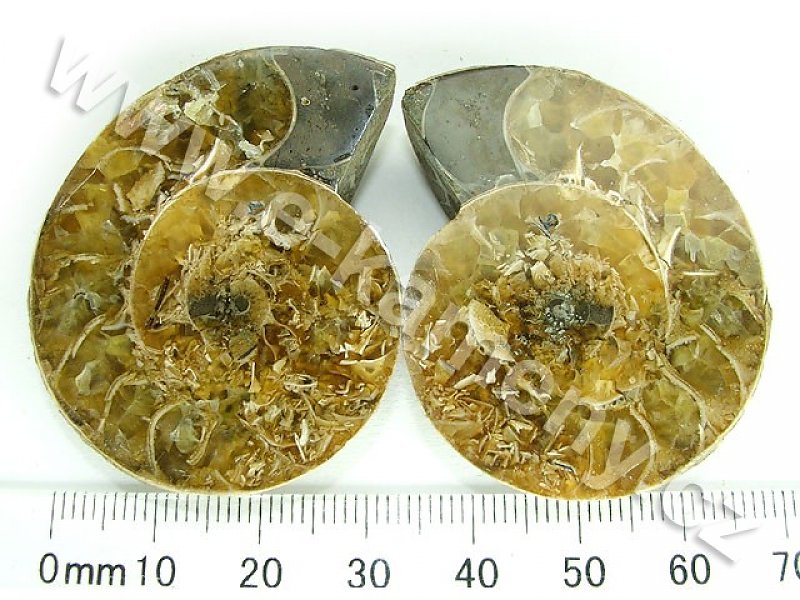 Ammonite from Madagascar 45 g