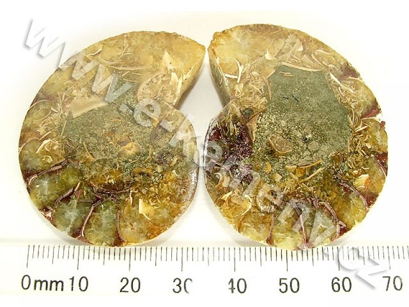 Amonit z Madagaskaru 36g