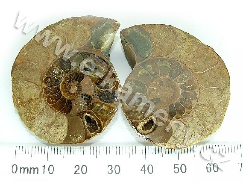 Ammonite from Madagascar 35 g