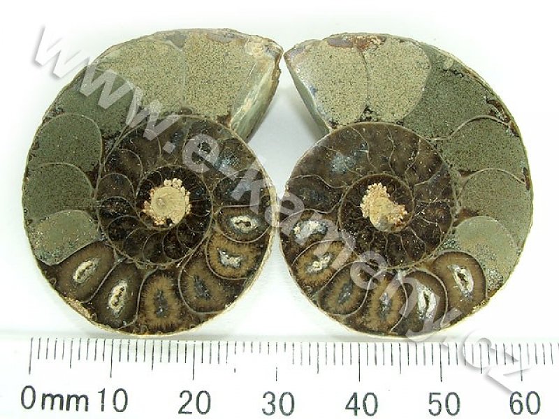 Ammonite from Madagascar 30 g