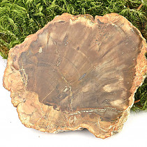 Plátek zkamenělé dřevo (74g)
