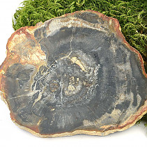 Tmavý plátek ze zkamenělého dřeva (129g)