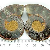 Ammonite from Madagascar 5.2 cm