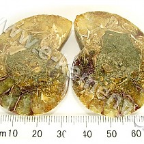 Ammonite from Madagascar 36 g