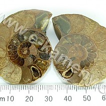 Ammonite from Madagascar 35 g