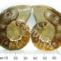 Ammonite from Madagascar 54.5 g
