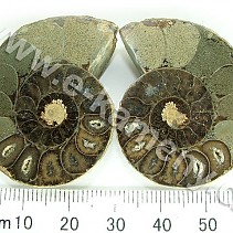 Ammonite from Madagascar 30 g