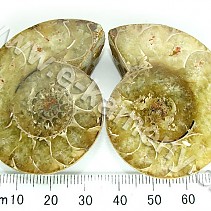 Ammonite from Madagascar 56.5 g