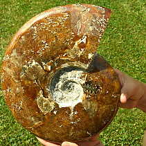 Velký amonit z Madagaskaru 280mm
